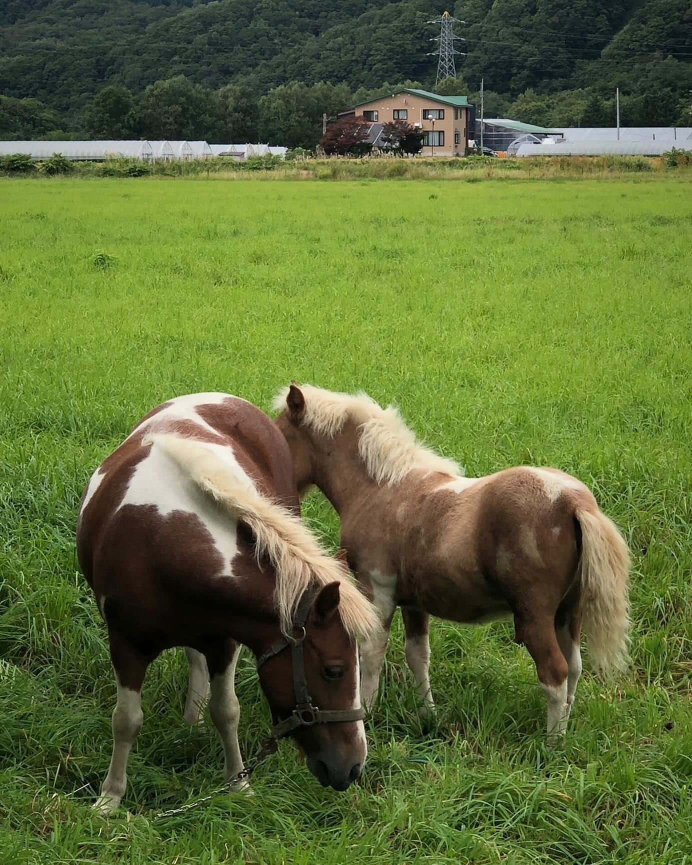 Meet the ponies — and ride buggies in summer